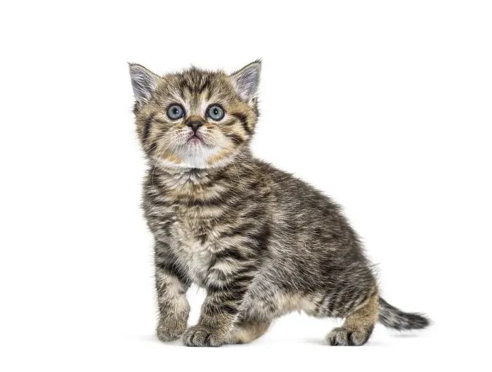 Framed Print : Cute Kitten British Shorthair, isolated on white