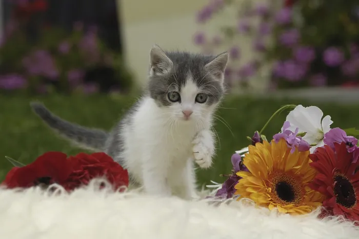 Framed Print : Cute kitten with flowers on sheepskin