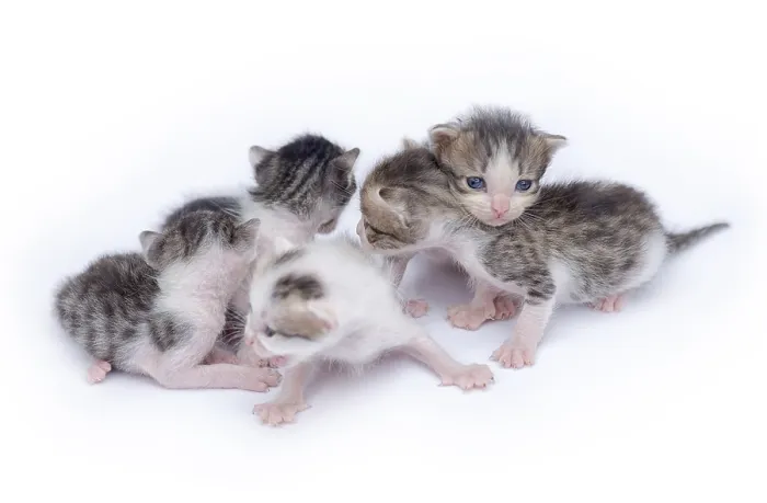 Framed Print : Cute kittens isolated on a white background