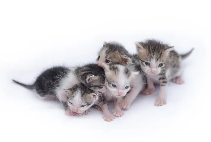 Framed Print : Cute kittens isolated on a white background