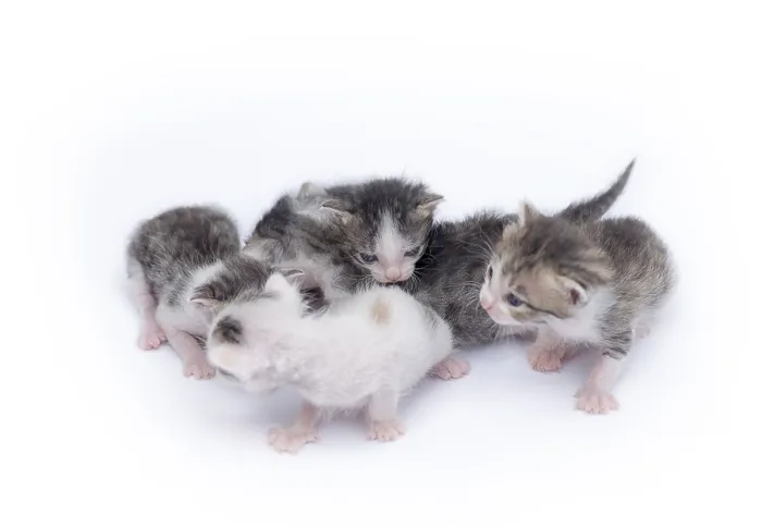 Framed Print : Cute kittens isolated on a white background Framed Print : Cute kittens isolated on a white background