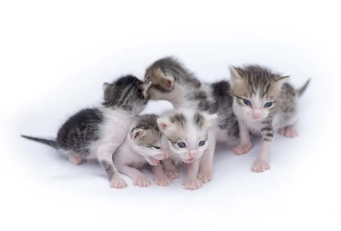 Framed Print : Cute kittens isolated on a white background