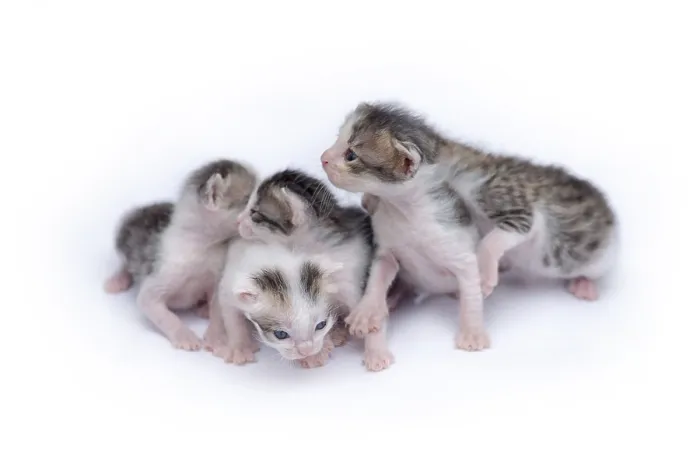 Framed Print : Cute kittens isolated on a white background