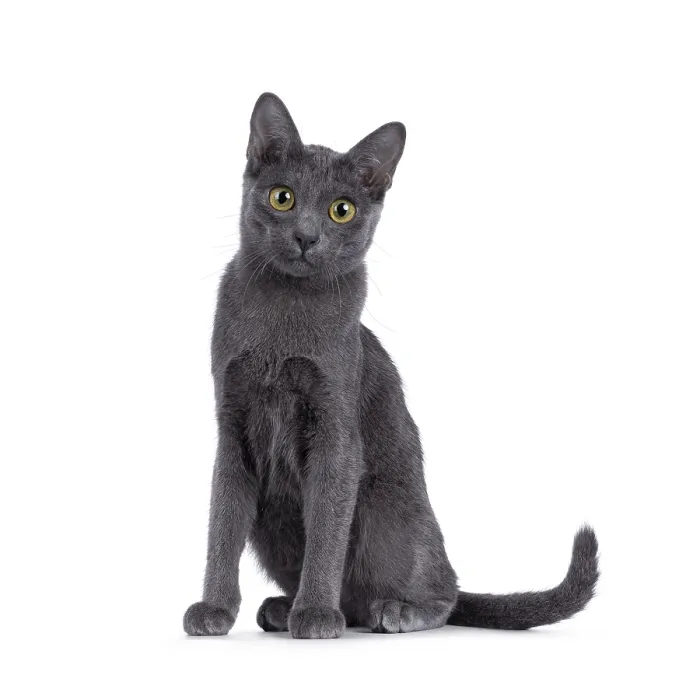 Framed Print : Cute Korat kitten, sitting up facing front Framed Print : Cute Korat kitten, sitting up facing front
