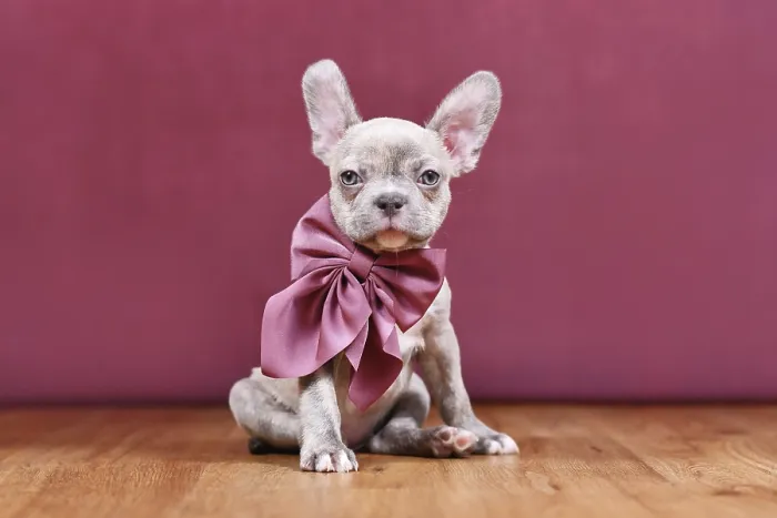 Framed Print : Cute Lilac Brindle French Bulldog dog puppy with healthy long nose and ribbon in front of studio background Framed Print : Cute Lilac Brindle French Bulldog dog puppy with healthy long nose and ribbon in front of studio background