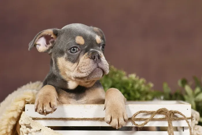 Framed Print : Cute Lilac tan French Bulldog dog puppy in front of brown background