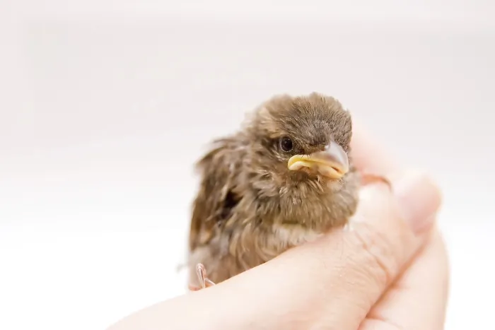 Framed Print : Cute little bird