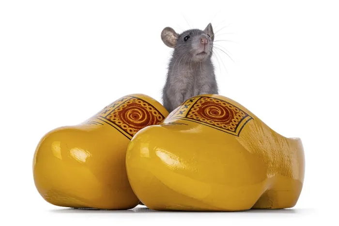 Framed Print : Cute little blue rat sitting in typical Dutch yellow wooden shoes