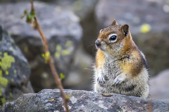 Framed Print : A cute little chipmunk strolling around the beautiful preserve park Framed Print : A cute little chipmunk strolling around the beautiful preserve park