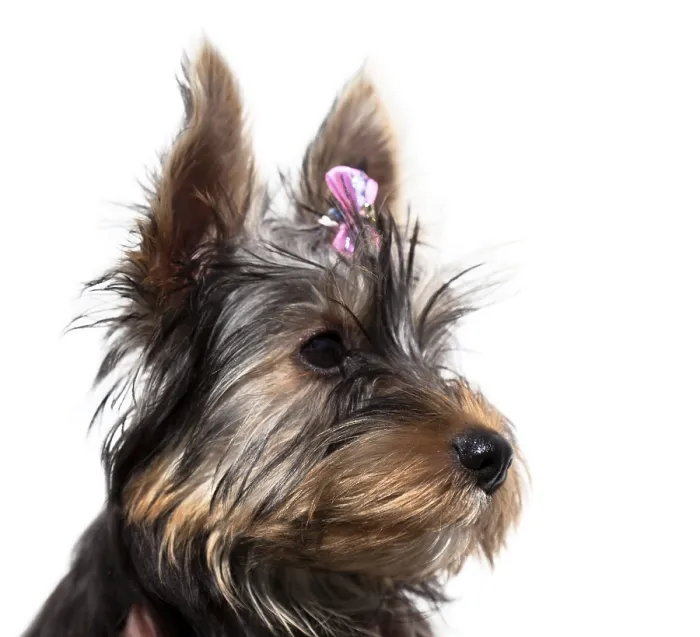 Framed Print : Cute little dog, Yorkshire terrier