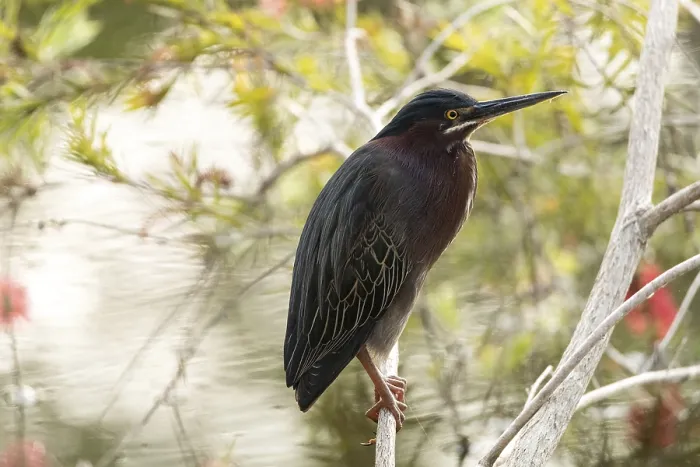 Framed Print : Cute little green heron Butorides virescens in a marsh in Sarasota Framed Print : Cute little green heron Butorides virescens in a marsh in Sarasota