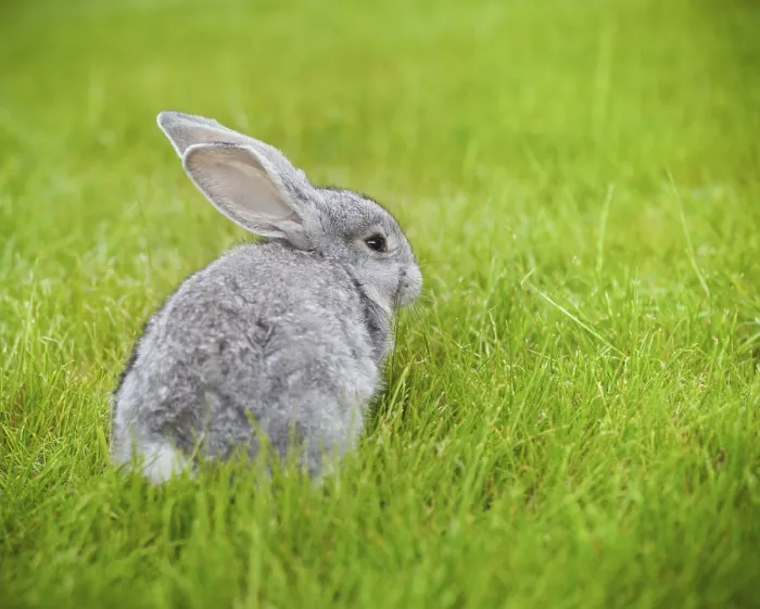 Framed Print : Cute little grey rabbit on green grass Framed Print : Cute little grey rabbit on green grass