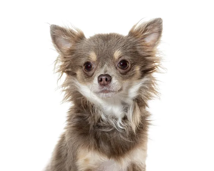 Framed Print : Cute long haired chihuahua dog posing for a portrait on a seamless white background