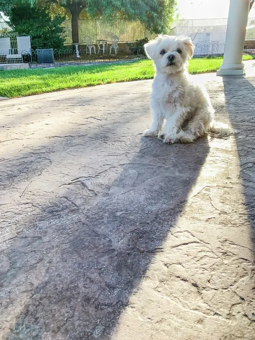 Framed Print : Cute Maltese Puppy Sitting on Patio in Back Yard of Home