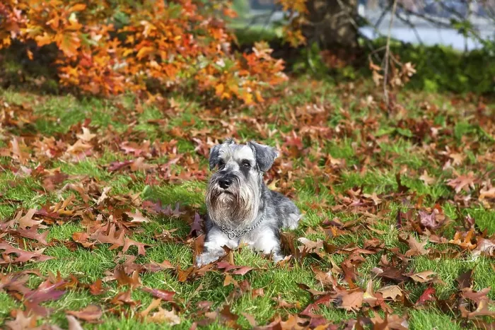 Framed Print : Cute miniature schnauzer on fallen leaves in autumn
