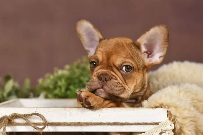 Framed Print : Cute Mocca French Bulldog dog puppy in box in front of brown background