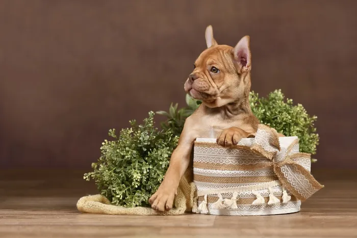 Framed Print : Cute Mokka Sable French Bulldog puppy with long helathy nose in box in front of brown background with boho style Framed Print : Cute Mokka Sable French Bulldog puppy with long helathy nose in box in front of brown background with boho style