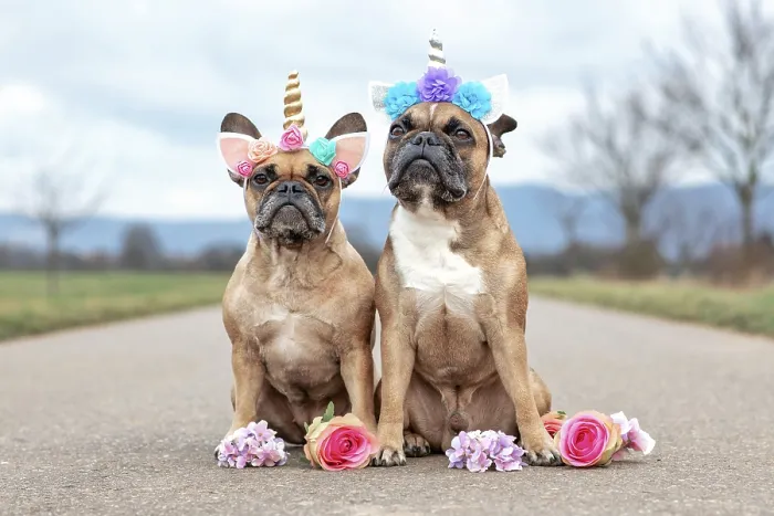 Framed Print : Cute pair of sitting French Bulldog dogs dressed up with unicorn costume headbands with flowers Framed Print : Cute pair of sitting French Bulldog dogs dressed up with unicorn costume headbands with flowers