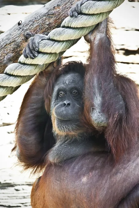 Framed Print : Cute photo of great ape red Bornean Orangutan