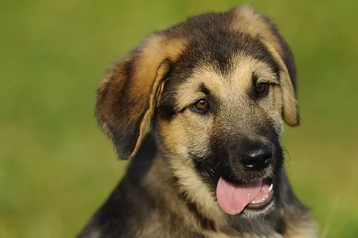 Framed Print : A cute puppy with tongue hanging out in a meadow