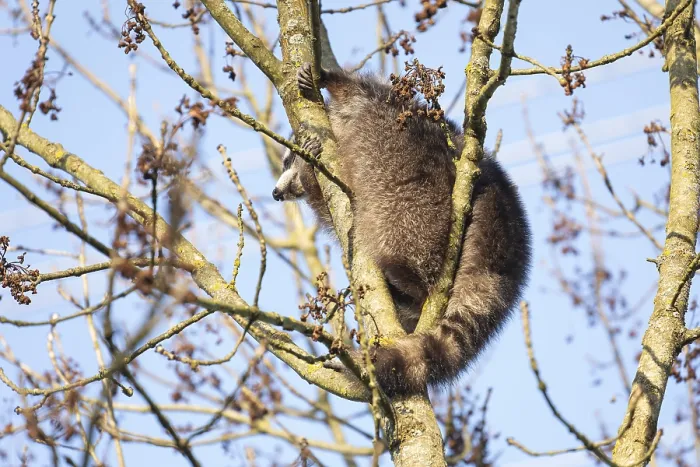 Framed Print : A cute raccoon sleeps relaxed on a tree between the branches and enjoys the warm winter sun Framed Print : A cute raccoon sleeps relaxed on a tree between the branches and enjoys the warm winter sun