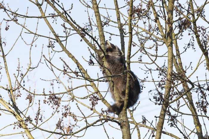 Framed Print : A cute raccoon sleeps relaxed on a tree between the branches and enjoys the warm winter sun