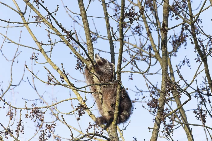 Framed Print : A cute raccoon sleeps relaxed on a tree between the branches and enjoys the warm winter sun