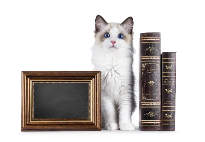 Framed Print : Cute ragdoll cat kitten sitting up facing front inbetween vintage books