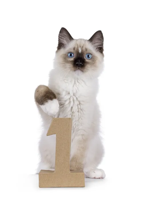 Framed Print : Cute Ragdoll cat kitten sitting beside a paper digit 1
