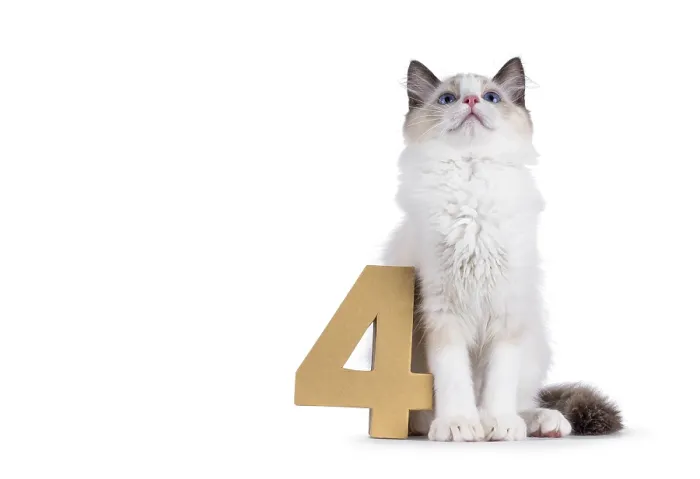 Framed Print : Cute Ragdoll cat kitten sitting beside a paper digit 4