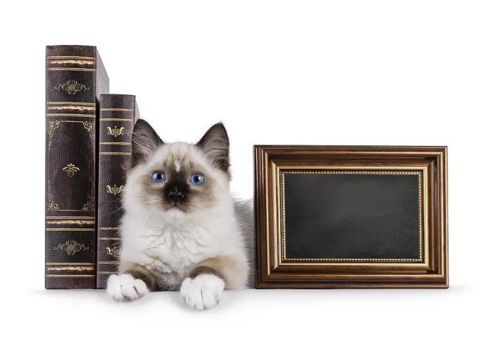 Framed Print : Cute ragdoll kitten laying down facing front inbetween vintage books Framed Print : Cute ragdoll kitten laying down facing front inbetween vintage books