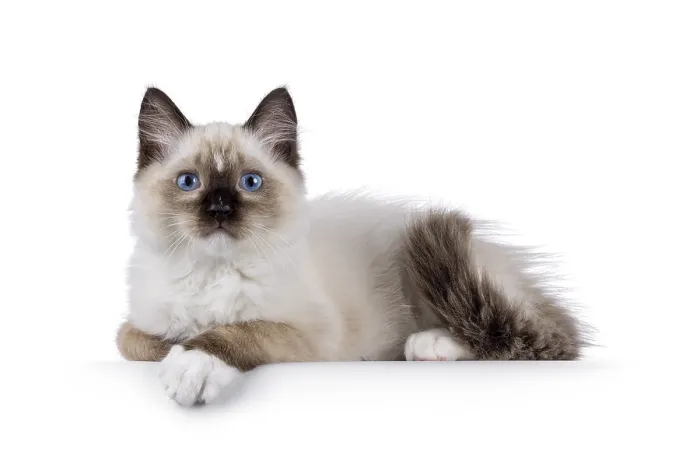 Framed Print : Cute ragdoll kitten laying down side ways on edge