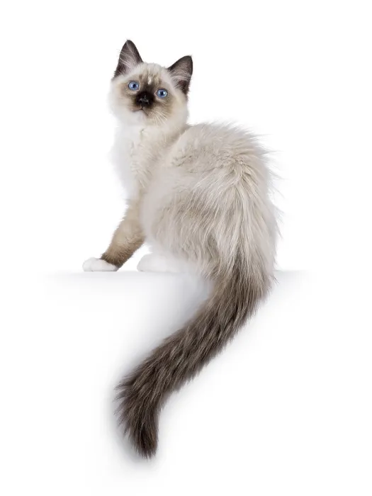 Framed Print : Cute ragdoll kitten sitting side ways on edge