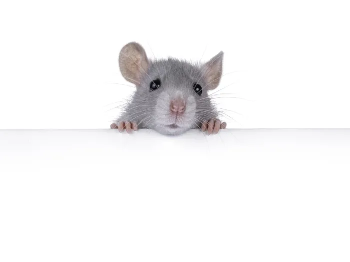 Framed Print : Cute rat holding up copy space banner with paws