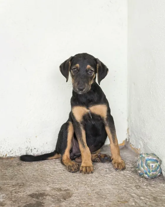 Framed Print : Cute rescue dog shelter waiting fostered Framed Print : Cute rescue dog shelter waiting fostered
