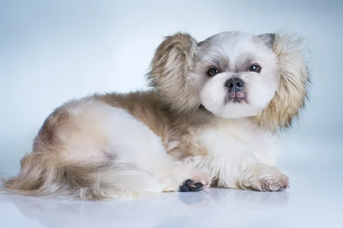 Framed Print : Cute shih tzu dog with fluffy ears portrait