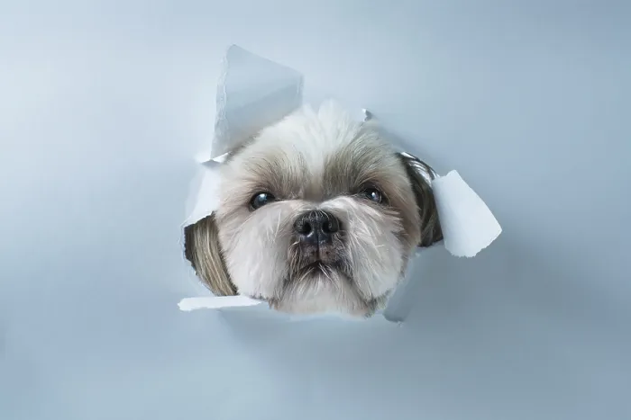 Framed Print : Cute shih tzu dog looking through hole in white paper