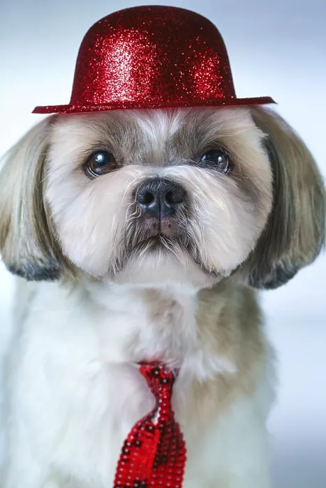 Framed Print : Cute shih tzu dog in red hat and tie portrait on white and blue background Framed Print : Cute shih tzu dog in red hat and tie portrait on white and blue background