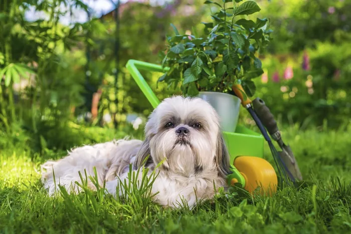 Framed Print : Cute shih tzu dog in summer garden with wheelbarrow and plant Framed Print : Cute shih tzu dog in summer garden with wheelbarrow and plant