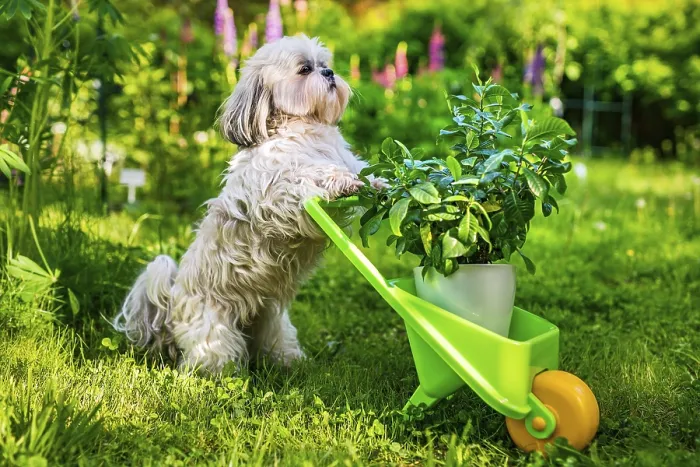 Framed Print : Cute shih tzu dog in summer garden with wheelbarrow and plant