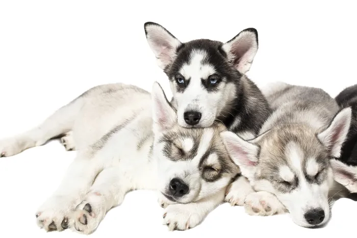 Framed Print : Cute Siberian husky puppies on white background