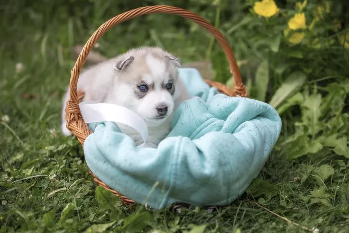 Framed Print : Cute Siberian husky puppy with blue eyes in the basket