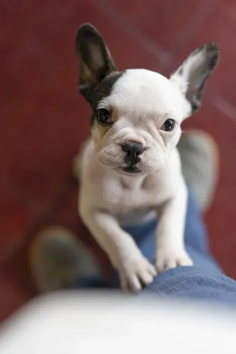 Framed Print : Cute small dog standing on two legs and looking at camera Framed Print : Cute small dog standing on two legs and looking at camera