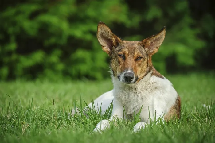 Framed Print : Cute stray dog laying on green grass