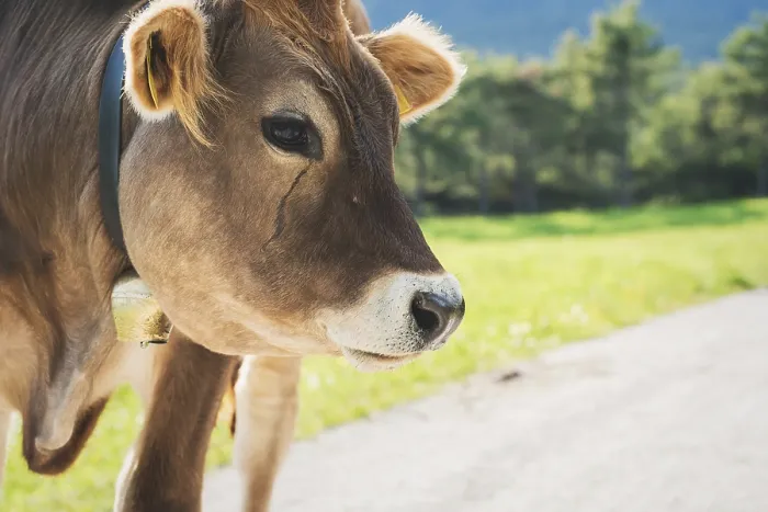 Framed Print : Detail of cute sunlit with backlight calf from the brown cattle breed on an alpine pasture meadow in the mountains