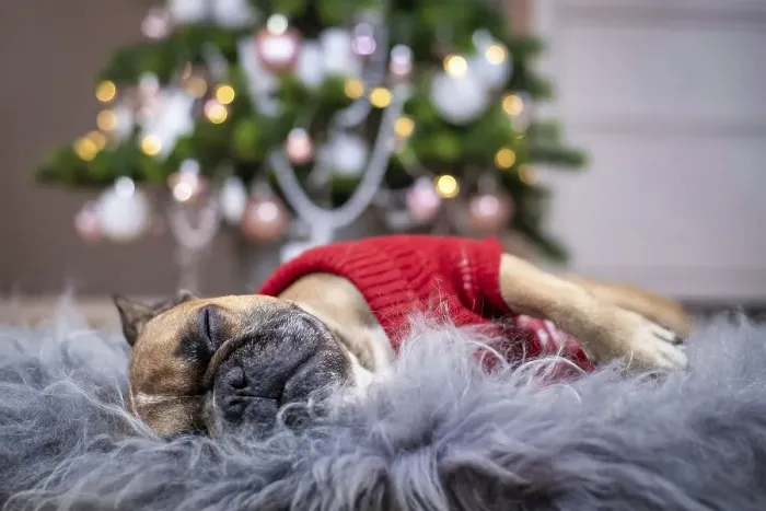 Framed Print : Cute tired French Bulldog dog wearing a red knitted Christmas sweater sleeping on cozy fur blanket in front of pink
