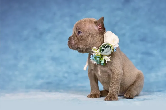 Framed Print : Cute four weeks young Lilac Brindle French Bulldog puppy with flower collar Framed Print : Cute four weeks young Lilac Brindle French Bulldog puppy with flower collar