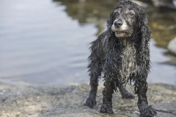 Framed Print : Cute Wet and Dirty Dog Framed Print : Cute Wet and Dirty Dog