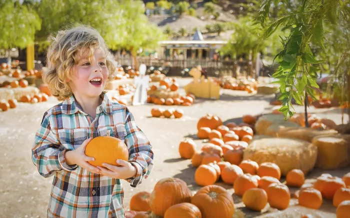 Framed Print : Cute young boy having fun at the pumpkin patch on a sunny fall day Framed Print : Cute young boy having fun at the pumpkin patch on a sunny fall day