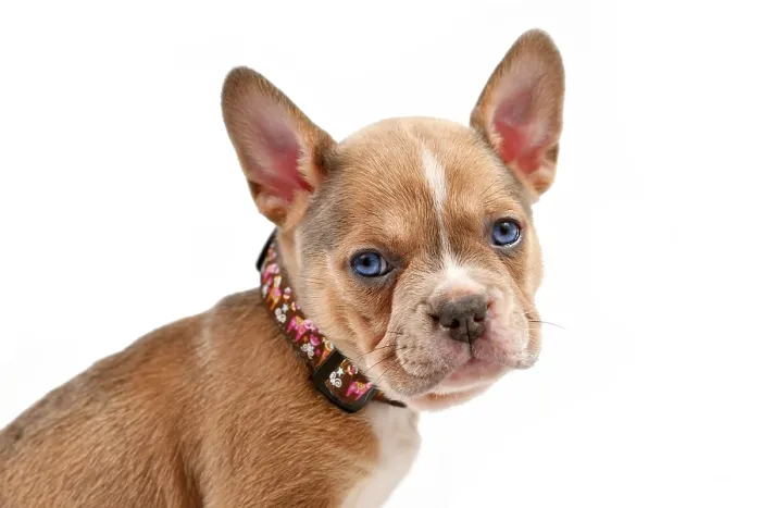 Framed Print : Cute young dog puppy modelling a pet collar in front of white studio background